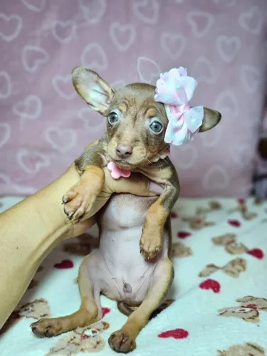 Cãozinho Pinscher/ Pincher muito brincalhão, dócil e saudável