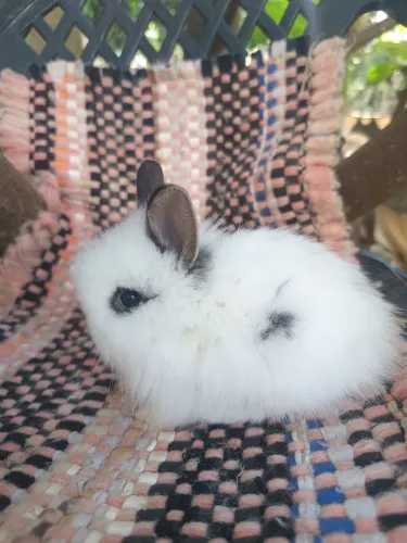 Coelho Mini Lion Head 