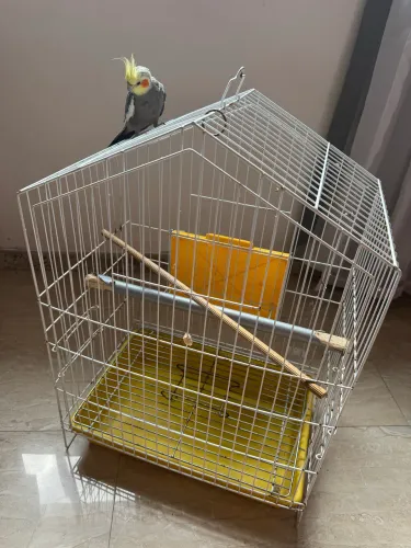 Gaiola de calopsita 