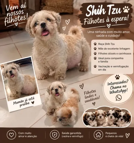 Filhotes de shih tzu