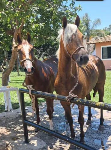 Cavalo baio amarilio