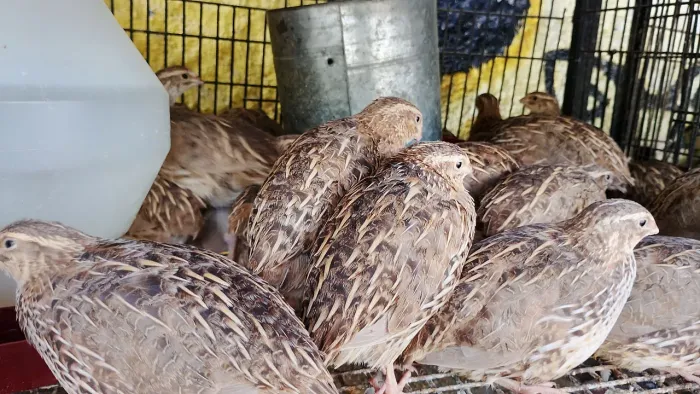 Vendo codornas 60 dias. 