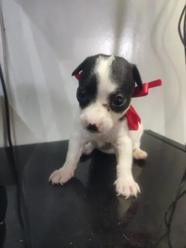 Filhotinhos de pinscher