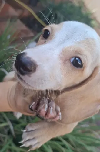 Dachshund cofap salsichinha teckel texugueiro paqueira creme piebald
