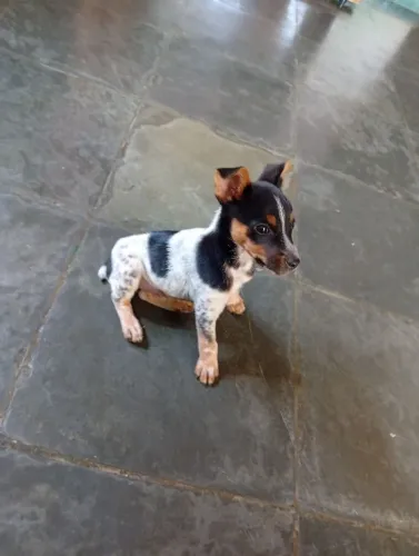 Pinscher 1
