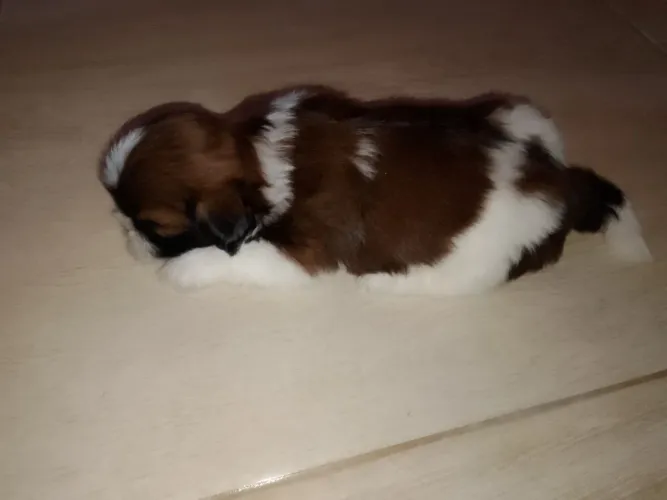 Cachorro raça Shitzu