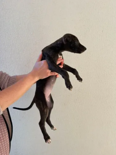 Galgo 