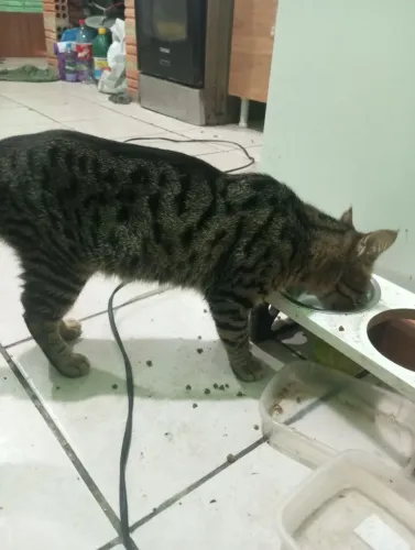 Gatos 