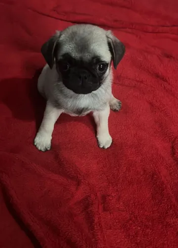 Pug esperto a pronta entrega!