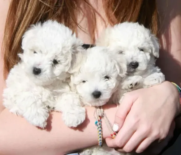 Poodle - Muito mais que fofura, verdadeiros companheiros