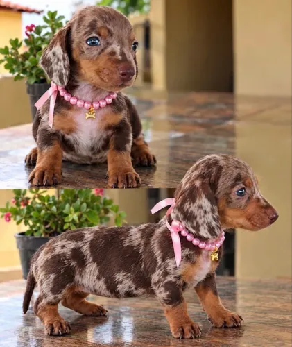 Dachshund FÊMEA 