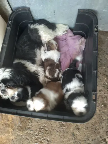 Vende se filhotes shi tzu