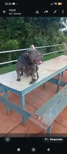 Exótic Bully American Bully Vendo Cobertura 