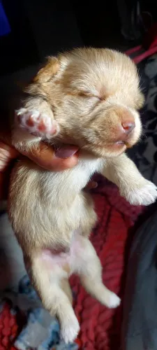 Vende yorkshire good lindo