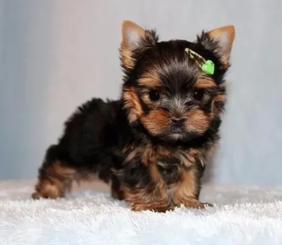 Filhote de Yorkshire Para Quem Busca Uma Companhia Cheia de Charme