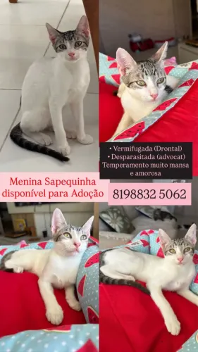 Filhotes para adoção gato 