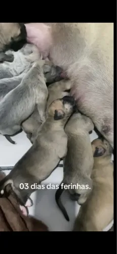 Filhotes de Fila brasileiro