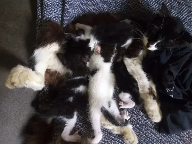 Gatinhos para doação
