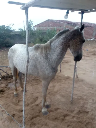 Égua de esteira e pega de boi no mato