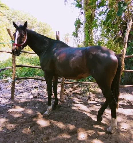 Égua campeã a venda 
