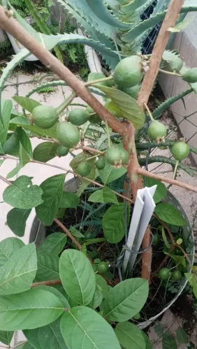 Muda de araça no jarro frutificando