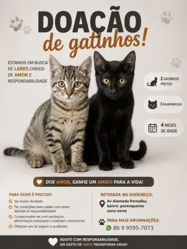 Gatinhos para doação!