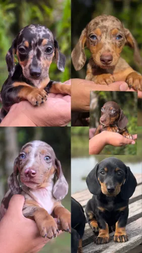 Filhotes Basset dachshund salsichinhas