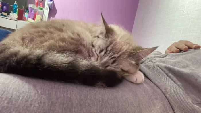 Doação de Gatas