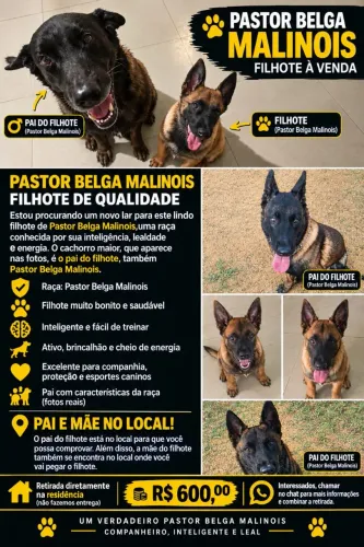 Pastor belga malinois puro! Macho.