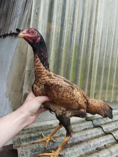 Galinha