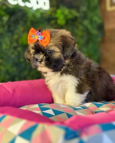Shih tzu ! Pra alguém Especial
