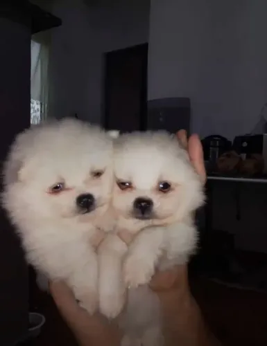 Lulu da pomerania