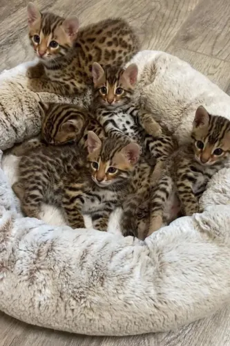 Bengal Carinho que respeita limites