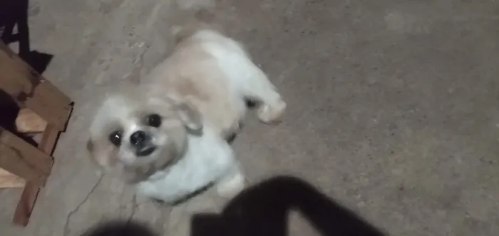 Vende se shih tzu fêmea grávida