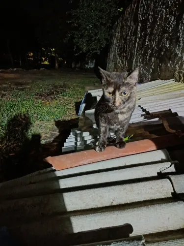 Gata