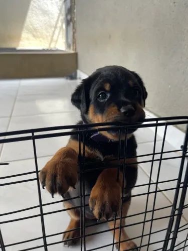 Filhote de Rottweiler Fêmea