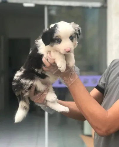 Border collie merle Macho 