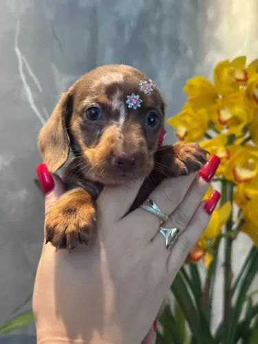 dachshund olhos claros
