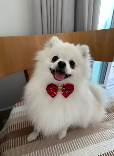 Lulu da Pomerania procura namorada