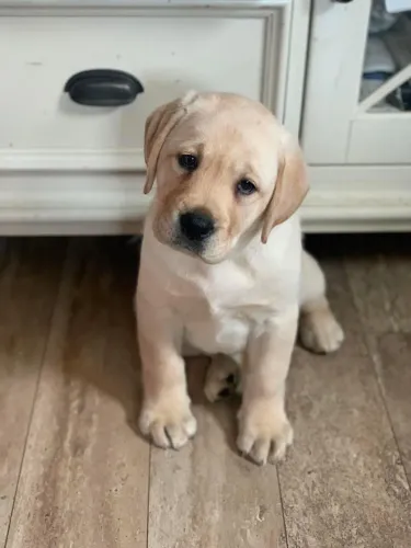 Filhotes De Labrador - Seus Melhores Dias Comeram Com Um Filhote Ao Seu Lado