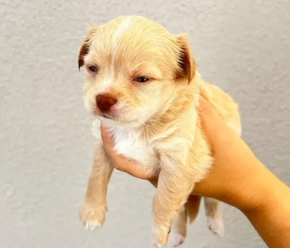 Filhote de Chihuahua Macho com Pedigree