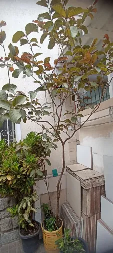 Pé de goiaba produzindo