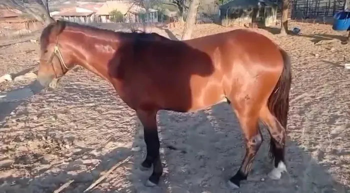 Ponei numero 5