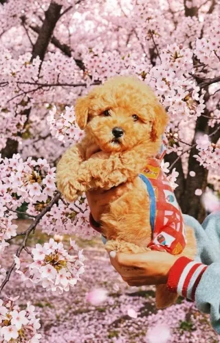 Poodle Toy rede machinho pedigree