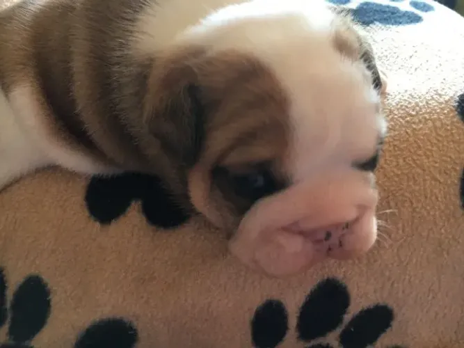 Bulldog Inglês,Bulldog Inglês Filhote Pronto Para Novo Lar
