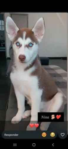 Husky siberiano filhote