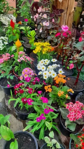 Vendo plantinhas no bairro são Bento duque de Caxias