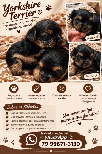 VENDE-SE Cachorro yorkshire terrier MACHO