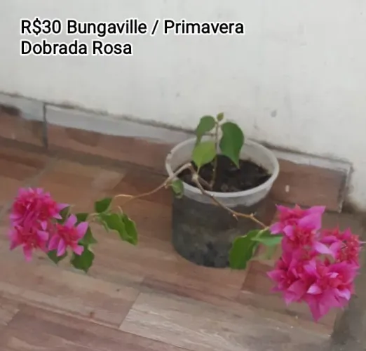 Promoção de Plantas 30