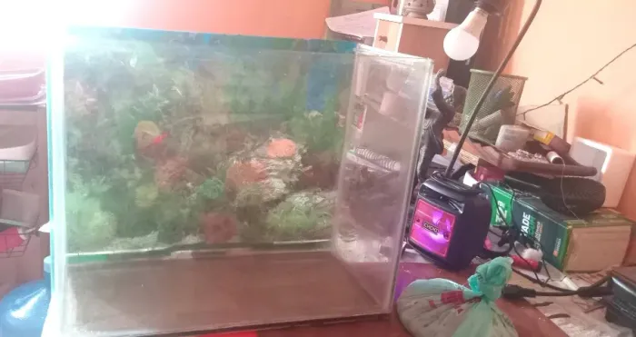 Aquário 29L com kit e bomba